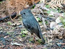 Toutouwai, or North Island robin