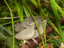Two chicks await their next meal