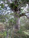 Kauri tree