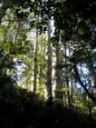 kauri