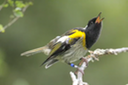 Hihi, or stitchbird