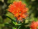 Rata flower